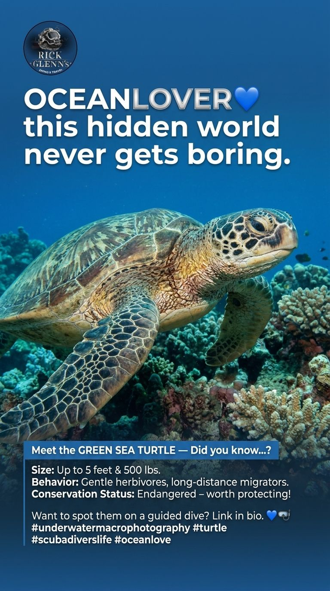 Ocean Lover — Green Sea Turtle